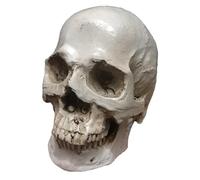 Anatomical Skull Structure Model for Art Sketch - Artificial Skull Replica Resin Crafts - Life Size Human Skull Model for Drawing Artist's Painting Teaching Aid