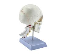 Anatomical Skull with 7 Cervical Vertebrae and Base Displaying Bone Structures Ideal for Medical Training Cervical Spine Anatomy Model