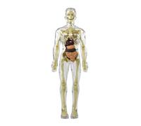 Anatomical Study Human Skeleton Model Body Anatomy Model With Looking Bones And Movement For Science Learning Education Tool(Clear)