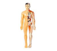 Anatomical Study Human Skeleton Model Body Anatomy Model With Looking Bones And Movement For Science Learning Education Tool(Bruin)