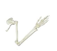 Anatomical Study Life Size Human Arm Joint Study Skeleton Model, Anatomical Educational