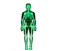 Anatomical Teaching Skeleton with Detachable Organs, Biology Classroom Demonstration Model for Students Educational School Tool Organ Dissection