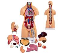 Anatomical Torso Model 55cm Unisex Human Body w/ 21 Removable Organs for Medical Students, Doctors & Teachers
