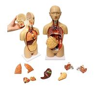 Anatomical Torso Model,Human Torso Model 16 Piece Human Body Anatomical Model with Removable Organs 45Cm Human Body Anatomy And Physiology Models 3D Human Organ Model
