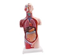 Anatomical Torso Teaching Aid with Organ Layout, Desk Stand Base, Classroom Demonstration Piece for Learners, Teachers, Homeschool Lessons Anatomy Teaching Model Anatomical Torso Human Body Organ Aid