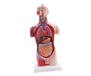 Anatomical Torso Teaching Aid with Organ Layout, Desk Stand Base, Classroom Demonstration Piece for Learners, Teachers, Homeschool Lessons Anatomy Teaching Model Anatomical Torso Human Body Organ Aid