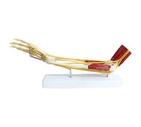 Anatomical Upper Limb Bone Model, Muscle Nerve Ligament Model Muscle Insertion and Origin Points for Human Anatomy Study Teaching molds
