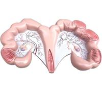 Anatomical Uterus Model for Dog, Pig, Cow, Sheep, Horse - Reproductive System Model for Veterinary Education and Teaching(Pig)