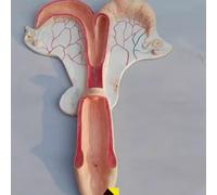 Anatomical Uterus Model for Dog, Pig, Cow, Sheep, Horse - Reproductive System Model for Veterinary Education and Teaching(Horse)