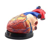 Anatomically Accurate Human Heart Model, 4X Magnification, 3-Piece Detachable Design for Medical Education, Teaching, Research, and Display Purposes