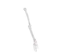 Anatomically Accurate Upper Limb, Left Side Upper Limb, Left Side H | Arm Bone Model Ideal for Clinical Students and Practitioners From Strong PVC Texture Anatomy Study