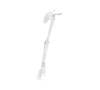 Anatomically Accurate Upper Limb, Left Side with Shoulder, Left Side F | Arm Bone Model Ideal for Clinical Students and Practitioners From Strong PVC Texture Anatomy Study