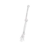 Anatomically Accurate Upper Limb, Right Side Upper Limb, Right Side G | Arm Bone Model Ideal for Clinical Students and Practitioners From Strong PVC Texture Anatomy Study