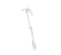 Anatomically Accurate Upper Limb, Right Side with Shoulder, Right Side E | Arm Bone Model Ideal for Clinical Students and Practitioners From Strong PVC Texture Anatomy Study