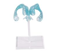 Anatomically Correct Human Ventricle Model with Acrylic Base for Medicals Science Brains Ventricle Demonstration Tool Ventricle Model