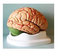 anatomy, 10-Part Human Brain Anatomical Model,Disassembled Medical Teaching Tool for Science Classroom Study Display