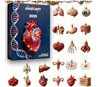 Anatomy 2025, 24 Days 2D Acrylic Organ Surprises, Calendar with Human Anatomy Ornaments for Nurses, Ornaments for Medical Students, Science Lovers