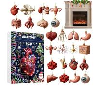Anatomy 2026,Simulation Human Body Organ Acrylic | 2D Acrylic Human Body Skeleton Heart Brain Models Medical Science Gift For Doctors Students Classroom & Clinic Tree Decor