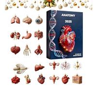 Anatomy , 2D Acrylic Christmas Countdown Pendant - Miniature Organ Model Pendant, For Laboratories School Tree Wall Doctors Nurses Students