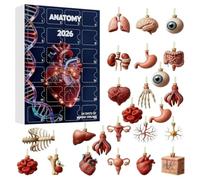 Anatomy Advent Calendar 2026 Christmas 24 Days Countdown Calendar | Science Ornaments, 2D Acrylic Human Body Skeleton Heart Brain Models, Medical Science Gift for Doctors, Students, Tree Decor