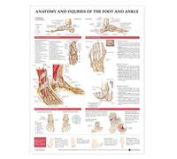 Anatomy And Injuries Of The Foot And Ankle: (laminated)