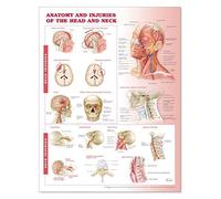 Anatomy and Injuries of the Head and Neck Anatomical Chart