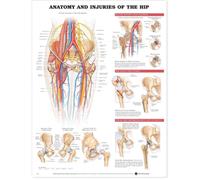 Anatomical Chart Anatomy and Injuries of the Hip