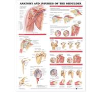 Anatomy And Injuries Of The Shoulder Chart