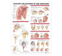 Anatomy and Injuries of the Shoulder Anatomical Chart