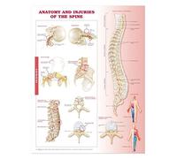 Anatomy and Injuries of the Spine: Anatomical Chart