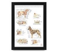 Anatomy and Physiology of Dog | Muscles & Organs Animal Poster Educational Medical Chart Posters for Students and Medical Professionals (Framed A3 (30x40cm))
