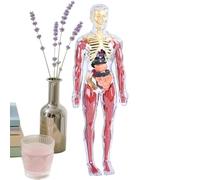 Anatomy Body Model - Educational Human Science Toy, Soft Learning STEM Model, Interactive Teaching Aid Set | Realistic Models for Home School Kindergarten Living Room Bedroom Playroom