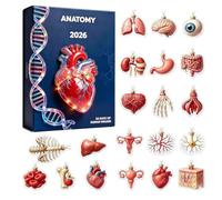 Anatomy Calendar Christmas Advent 2D Acrylic Countdown Calendar 26x18x3cm | Body Part Tree Ornaments for Doctors Nurses Students Teachers Home Apartment Classroom Party School Gatherings