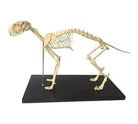 anatomy, Cat Bones Skeleton Specimen Model - Advanced PVC Material for Medical Training Aid with a Base 43 * 20 30CM