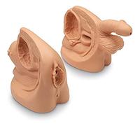 Anatomy Catheterization Model,Male Female Catheterization Model Internal And External Genital Anatomy Model And Urinary Catheter Mold Education Model