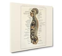Anatomy Chart in German Canvas Print | Gallery Wrapped 30mm Frame Wall Art | 14x14 inches | Ready to Hang | Modern Picture | Living Room Bedroom Lounge Office