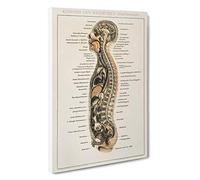 Anatomy Chart in German Canvas Print | Gallery Wrapped 30mm Frame Wall Art | 30x20 inches | Ready to Hang | Modern Picture | Living Room Bedroom Lounge Office