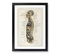 Anatomy Chart in German Framed Wall Art Print A2 Black