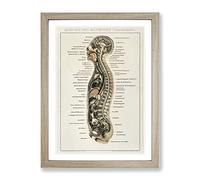 Anatomy Chart In German Vintage Framed Print | A3 Oak Framed Wall Art | Ready to Hang | Classic Nature Picture | Living Room Bedroom Lounge Office