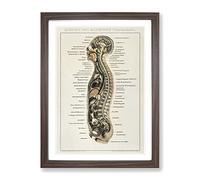 Anatomy Chart In German Vintage Framed Print | A4 Walnut Framed Wall Art | Ready to Hang | Classic Nature Picture | Living Room Bedroom Lounge Office