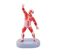 Anatomy Display Figure Showing Full Body Muscle Groups, Desktop Teaching Model with Base for Study Reference and Science Display Human Muscle Model Anatomy Teaching Aid Full Body Structure Classroom