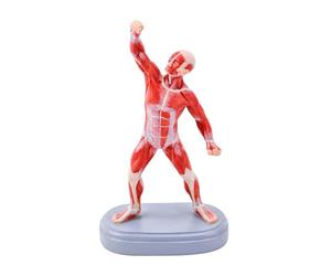 Anatomy Display Figure Showing Full Body Muscle Groups, Desktop Teaching Model with Base for Study Reference and Science Display Human Muscle Model Anatomy Teaching Aid Full Body Structure Classroom