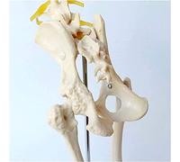 Anatomy Educational Model, Dog Canine Hip Joint Anatomy Model Anatomical Dog Skeleton Leg Nerve Joint Eterinary Teaching Model Teaching Aids