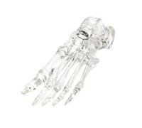 Anatomy Foot Joint Bone Model Clear Left Foot Joint Skeleton Model Classroom Teaching Tool for Clinical Demonstration Human Skeleton with Base