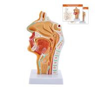 Anatomy For Nasal Cavity, Anatomical Nasal Cavity Throat Sagittal Model for Medical Teaching Study Display