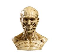 Anatomy Head Model - Resin Human Skull with Muscle Detail for Teaching Artist Drawing