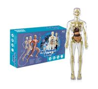 Anatomy Human Body Model - Torso Anatomy Movable Model Human Body Toys, Interactive Learning Aid, Hands Anatomy Toys, Perfect For Anatomy Study And Game | STEM Educational
