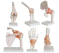 Anatomy Human Joint Model, Knee Shoulder Elbow Hand Foot Hip Joint Bone Model With Ligament Anatomical Medical Teaching Supplies