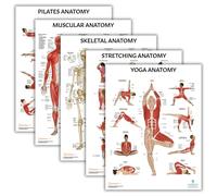 Anatomy Lab 5 PACK Anatomy Poster, LAMINATED, Muscular, Skeletal, Yoga, Stretching, and Pilates, Anatomy and Physiology Poster, 17.3 x 22.5 Inches, Muscles Diagram, Stretching Exercise Chart