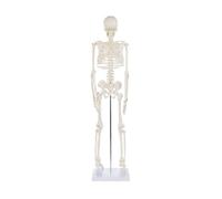 Anatomy Lab Human Skeleton Model, with Metal Stand, 17.7" Tall with Removable Legs, Easy to Assemble, Durable Design Perfect for Students and Teachers